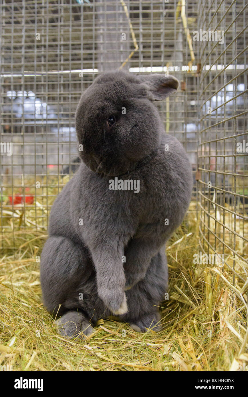 Rabbit show germany hires stock photography and images Alamy