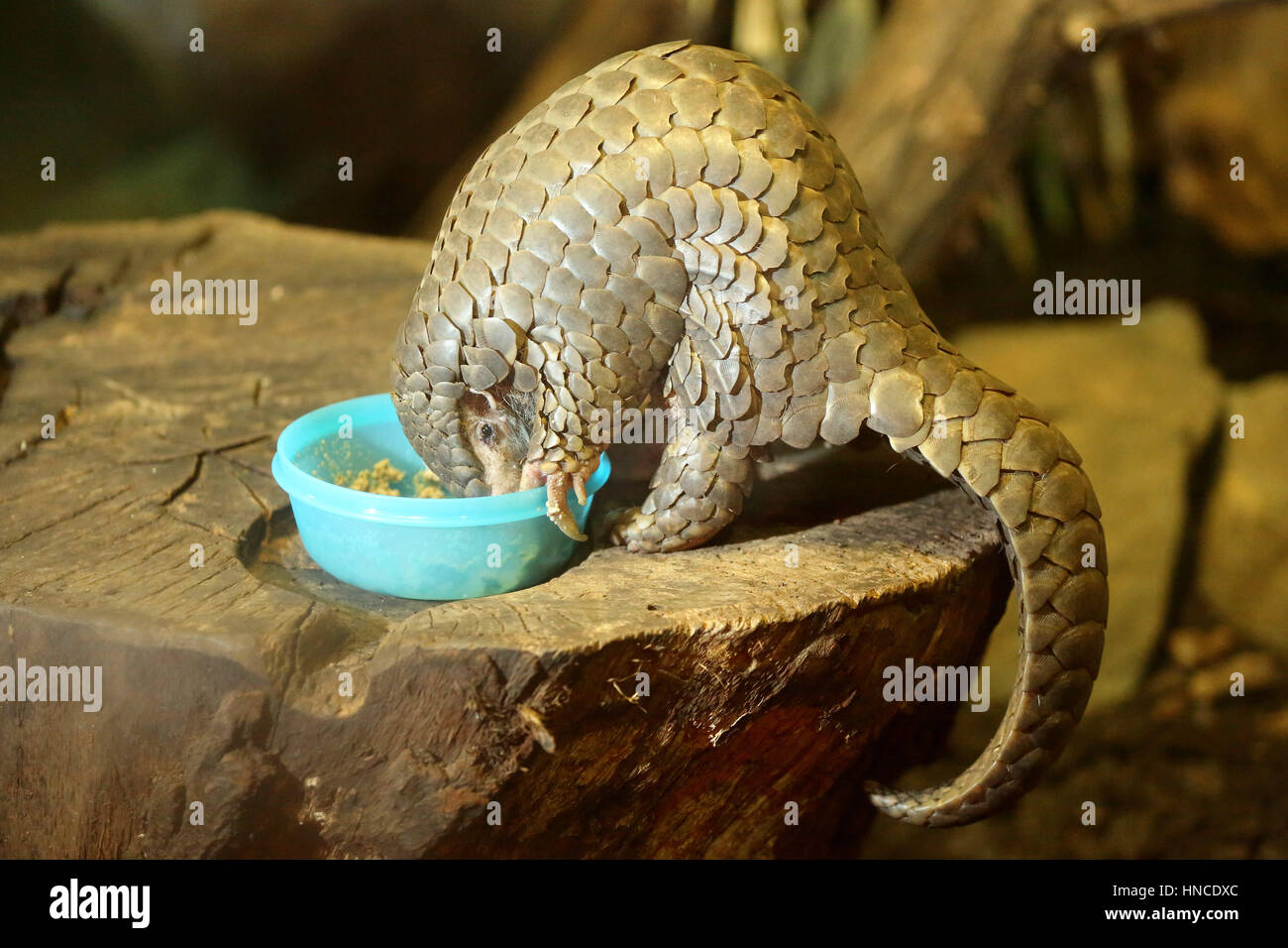 Leipzig, Germany. 01st Feb, 2017. The female pangolin Quesan eats from a bowl in the zoo in Leipzig, Germany, 01 February 2017. Pangolins are the most commonly smuggled animals in the world, partly due to the fact that their scales are believed to possess medicinal qualities and their flesh is often viewed as a delicacy. The zoo in Leipzig now plans on breeding them. Photo: Jan Woitas/dpa-Zentralbild/dpa/Alamy Live News Stock Photo