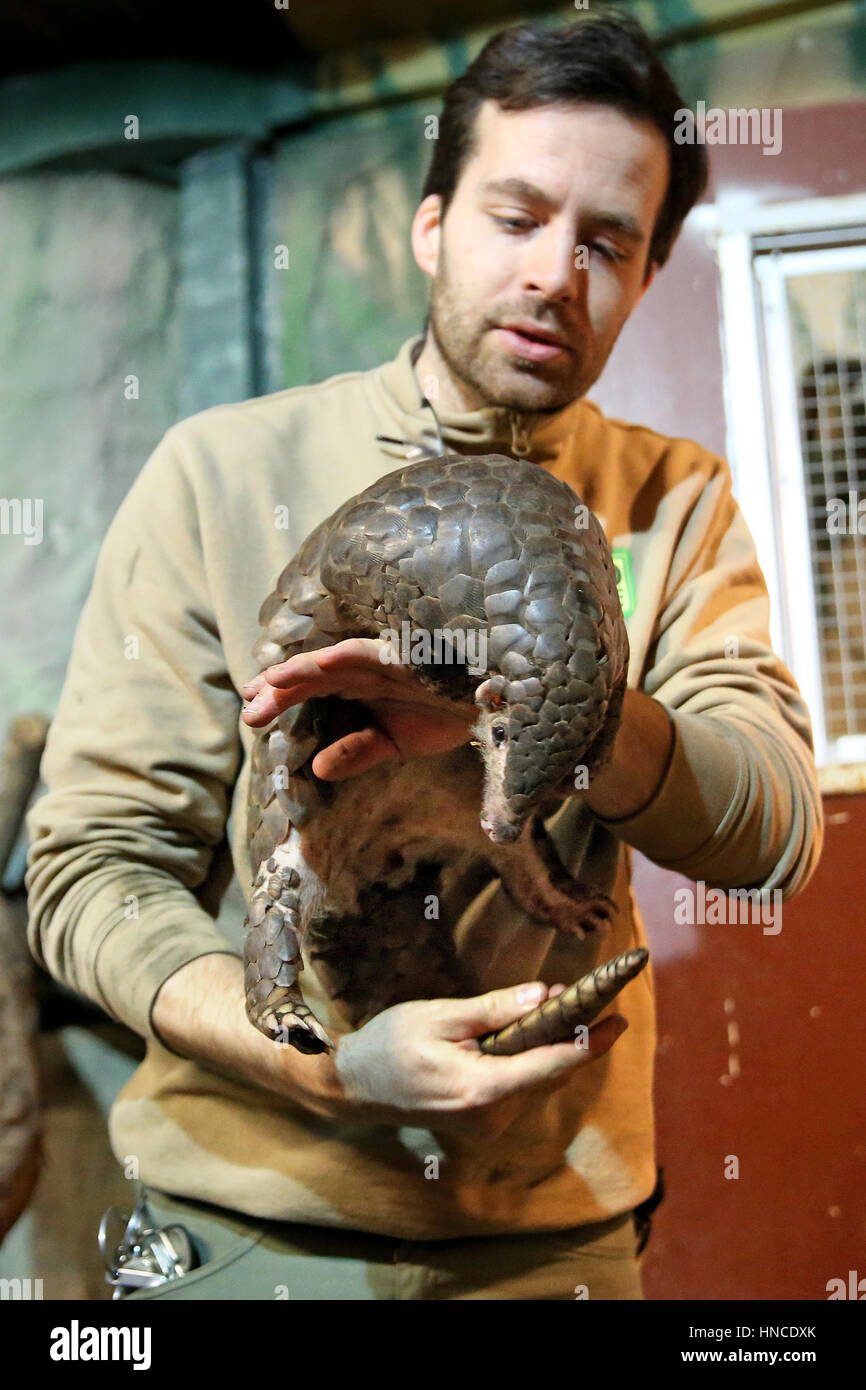 Leipzig, Germany. 01st Feb, 2017. Zoo worker Denny Lohse with the female pangolin Quesan in Leipzig, Germany, 01 February 2017. Pangolins are the most commonly smuggled animals in the world, partly due to the fact that their scales are believed to possess medicinal qualities and their flesh is often viewed as a delicacy. The zoo in Leipzig now plans on breeding them. Photo: Jan Woitas/dpa-Zentralbild/dpa/Alamy Live News Stock Photo