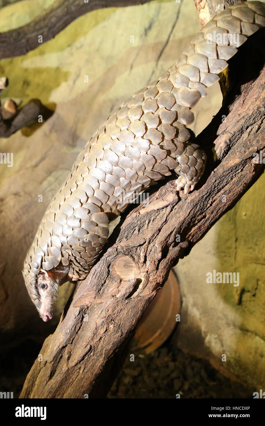 Leipzig, Germany. 01st Feb, 2017. The female pangolin Quesan clambers onto a branch in the zoo in Leipzig, Germany, 01 February 2017. Pangolins are the most commonly smuggled animals in the world, partly due to the fact that their scales are believed to possess medicinal qualities and their flesh is often viewed as a delicacy. The zoo in Leipzig now plans on breeding them. Photo: Jan Woitas/dpa-Zentralbild/dpa/Alamy Live News Stock Photo