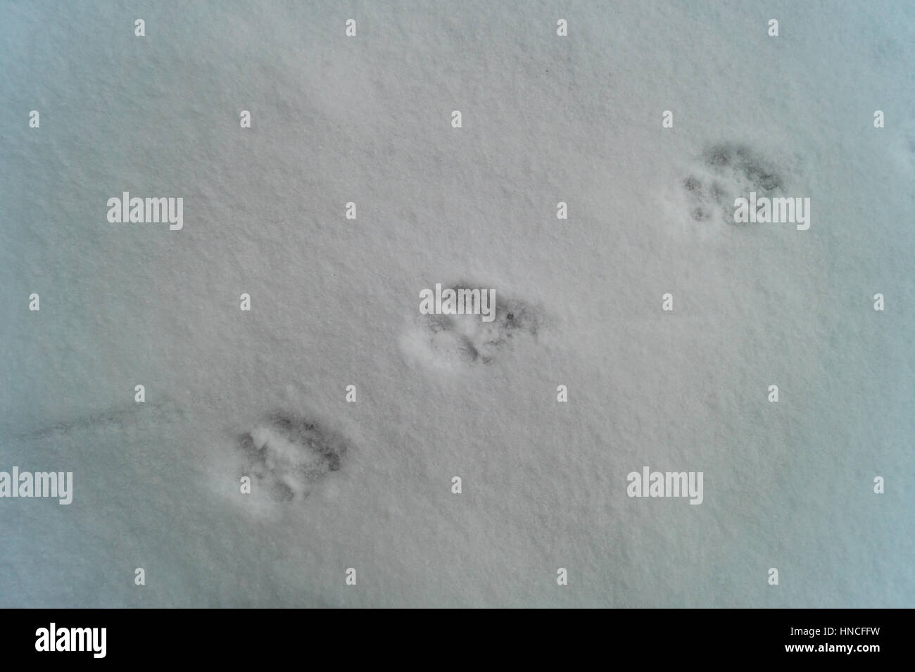Animal tracks in snow Stock Photo Alamy