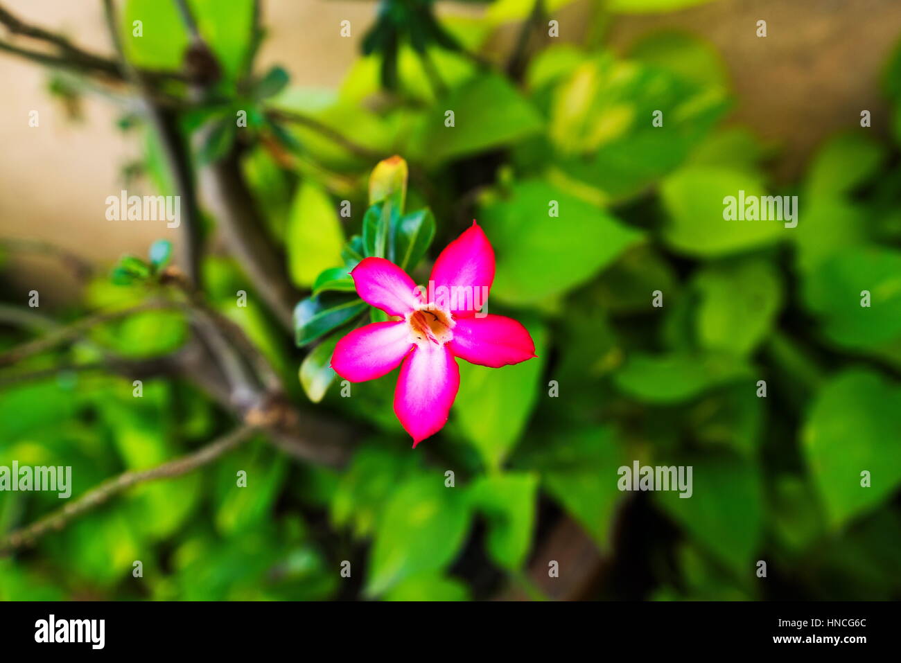 Adenium flowers Stock Photo