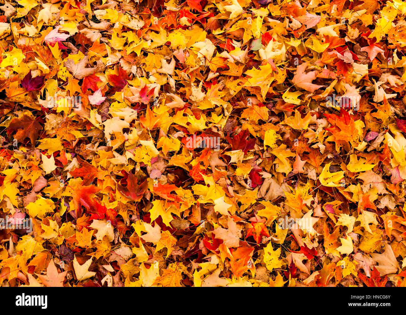 Кучи осенних листьев. Осенняя листва. Куча осенних листьев. Куча осенних листьев. Кучи осенних листьев.