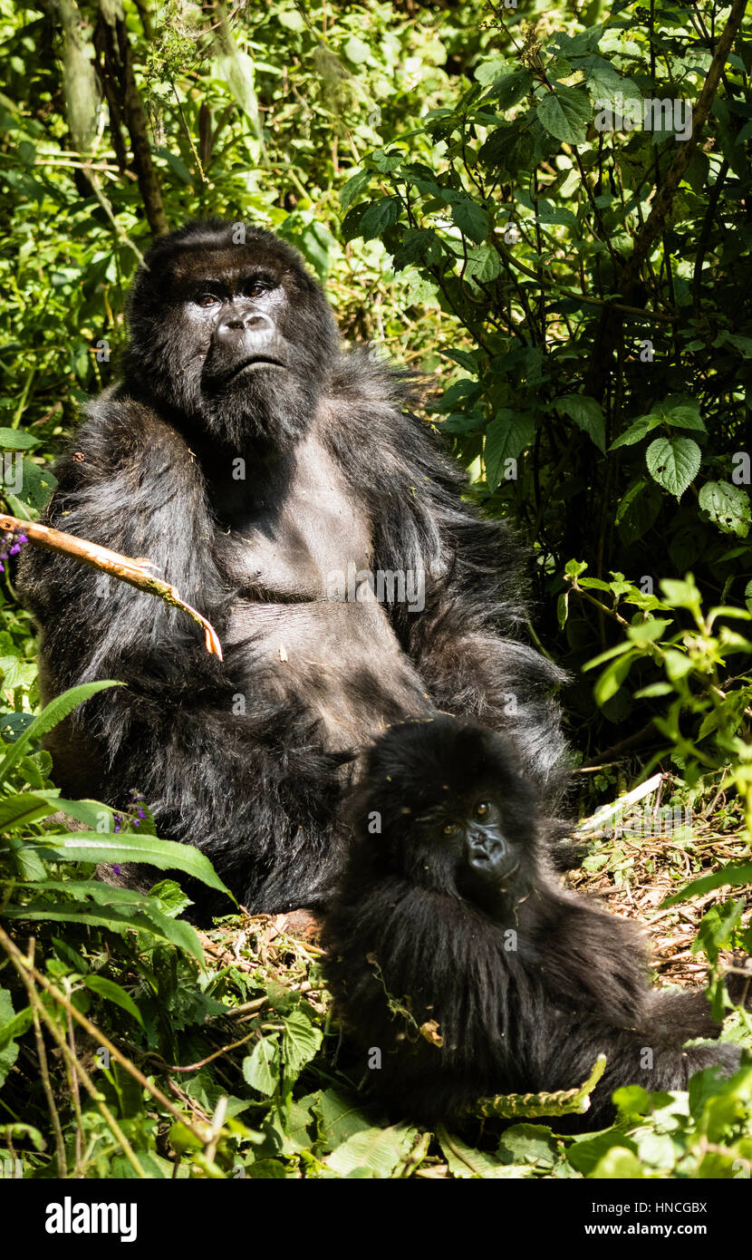 Isabukuru Mountain Gorillas (Gorilla beringei beringei), Volcanoes National Park, Parc National des Volcans, Rwanda Stock Photo