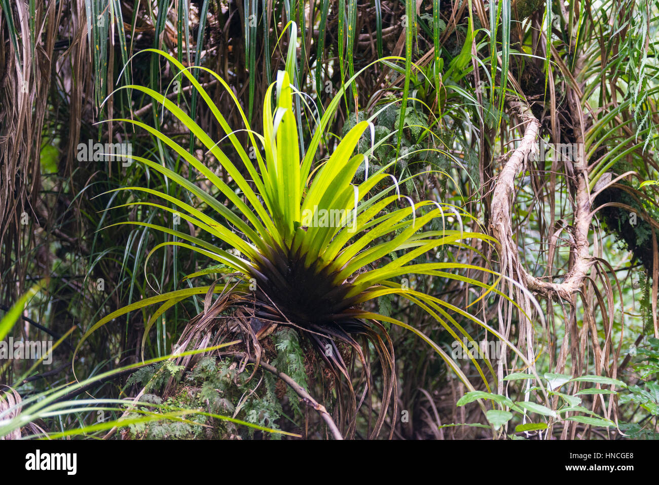 Plant, Epiphyte on tree trunk, vegetation in Waipoua Forest, Northland