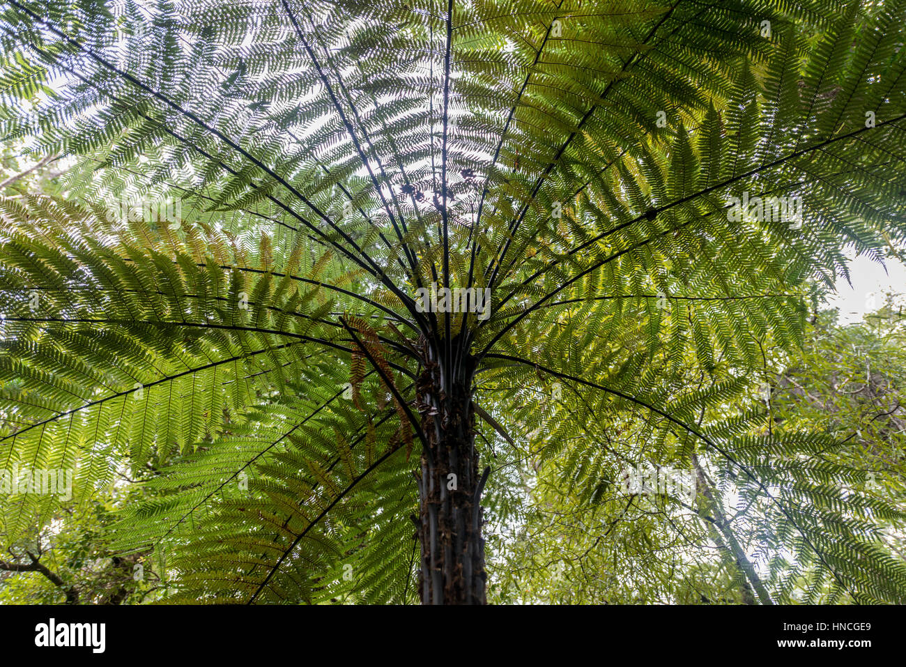 Fern forest new zealand hi-res stock photography and images - Alamy