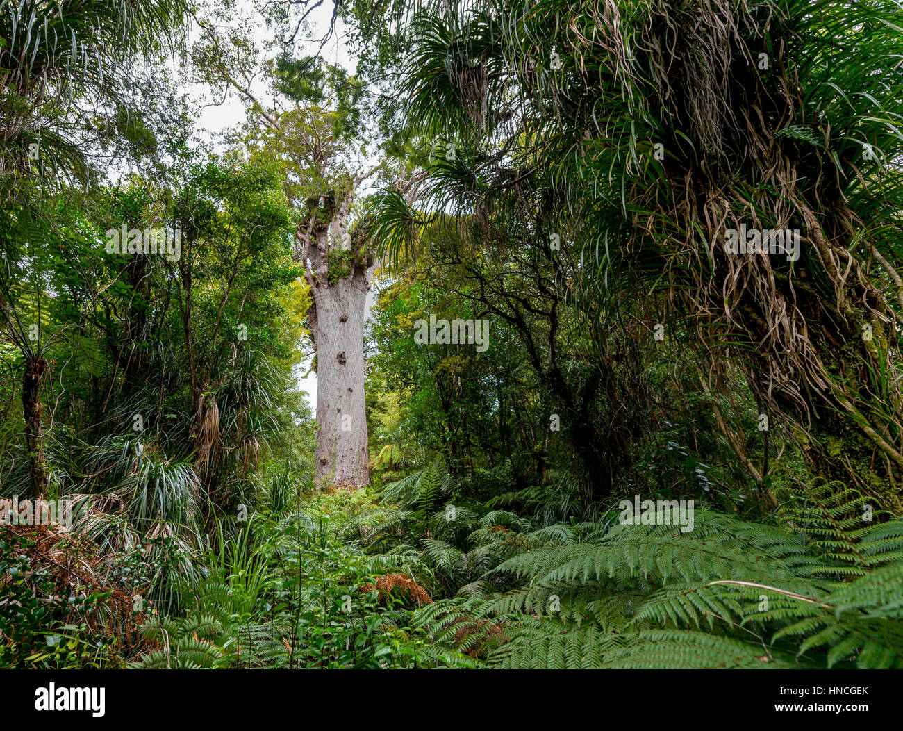 Oldest Kauri tree, Tāne Mahuta, Lord of the forest or god of the forest, dense rainforest, Waipoua forest, Northland Stock Photo