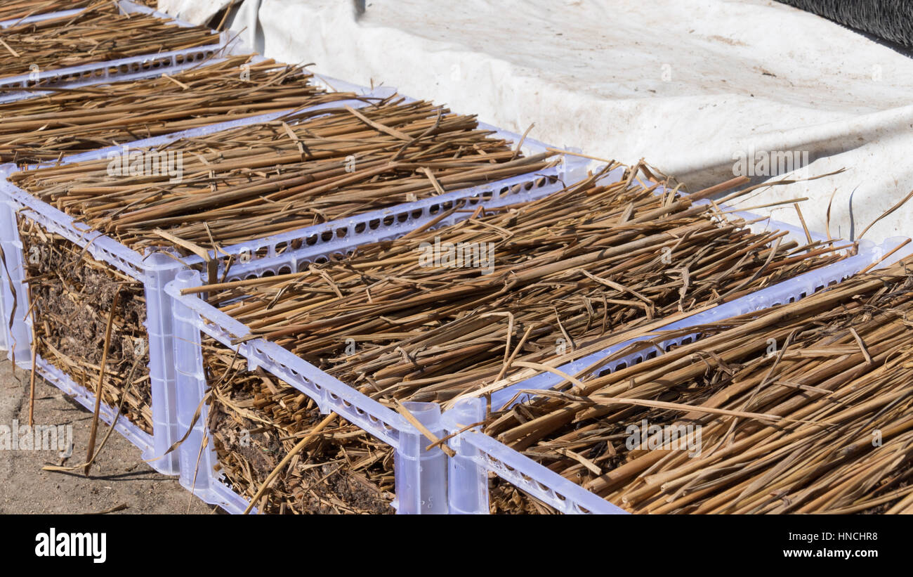 Rice-Straw Mushroom Production