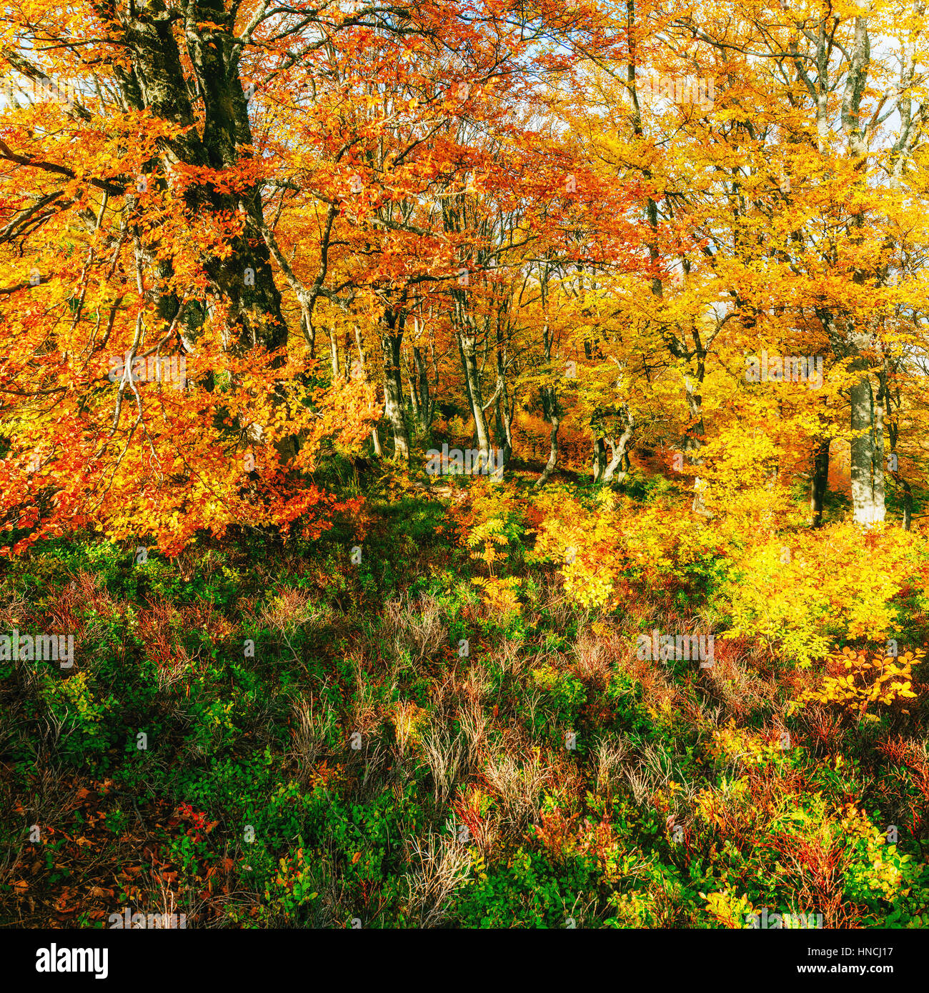 birch forest in sunny afternoon while autumn season Stock Photo - Alamy