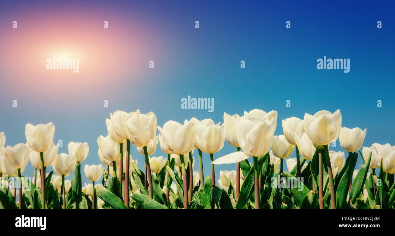 Field of yellow tulips at sunset Stock Photo - Alamy