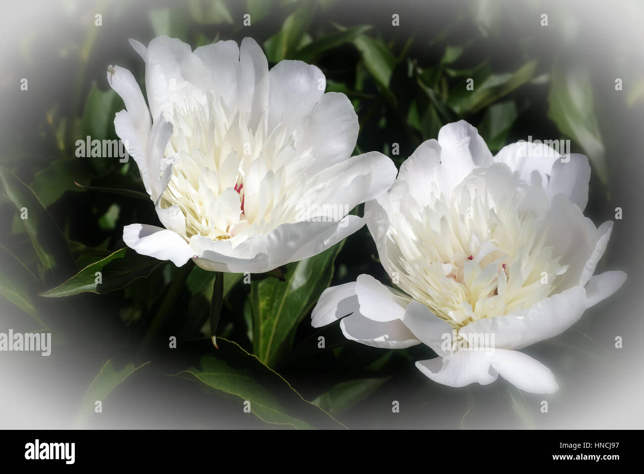 The beautiful large white peony blossoming in a garden among the green ...