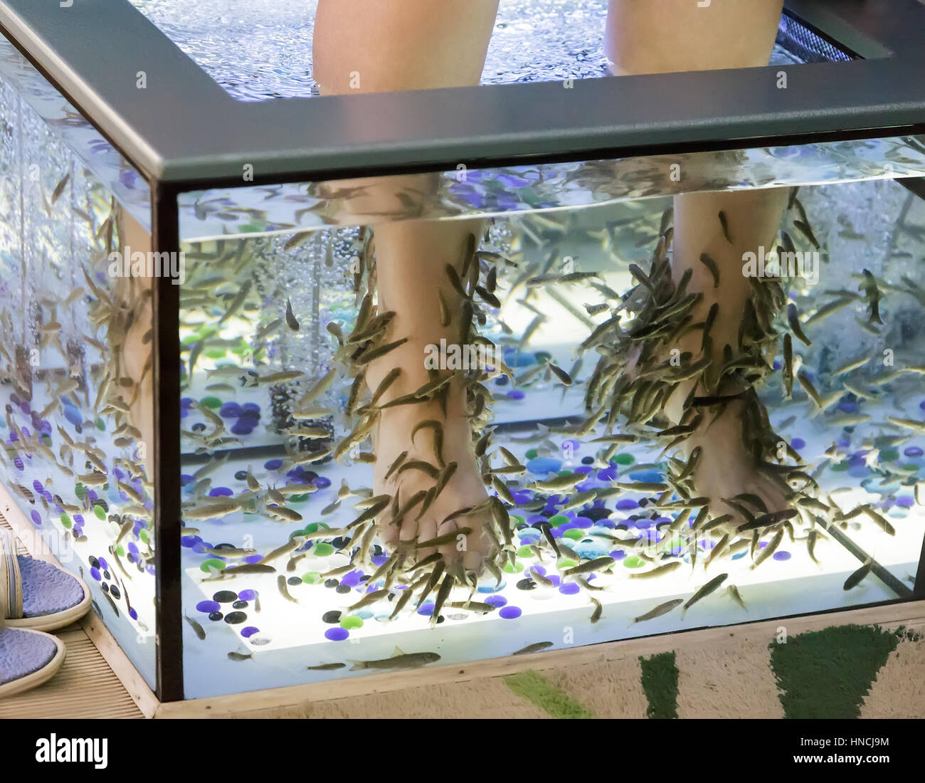 A woman holds a fish-Spa: scrub and pedicure on the feet using Garra rufa  fish in the aquarium Stock Photo - Alamy