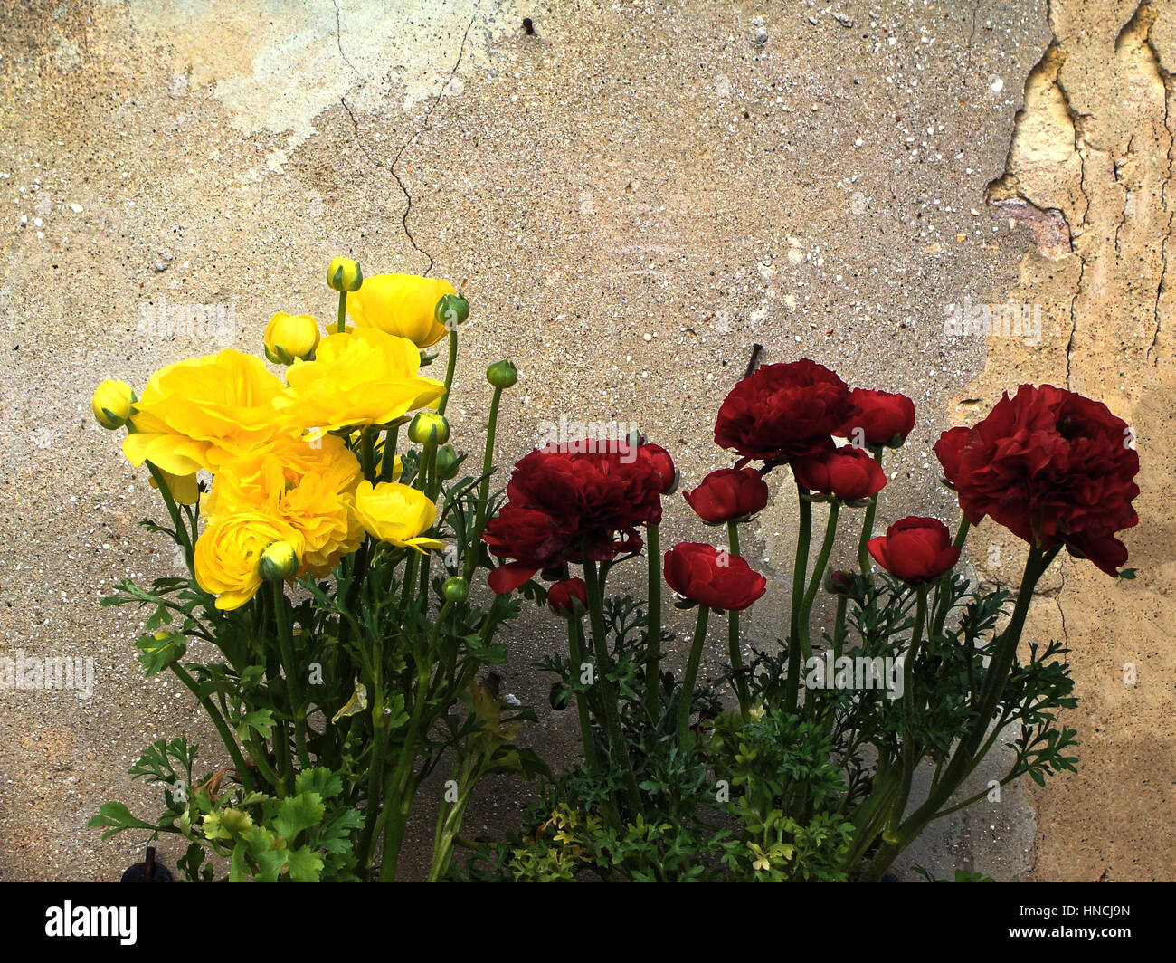 Home various flowers in pots. Design Italian courtyards Stock Photo Alamy