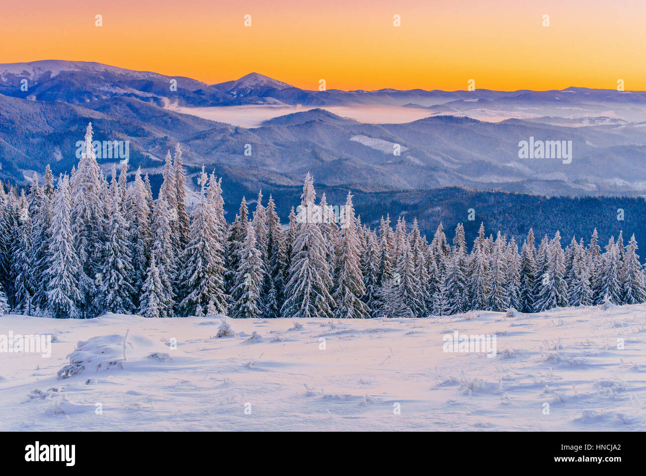 magical winter snow covered tree Stock Photo Alamy