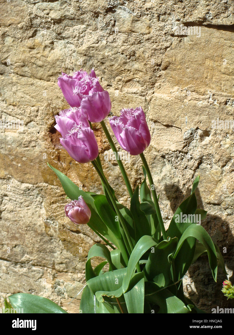Home various flowers in pots. Design Italian courtyards Stock Photo Alamy