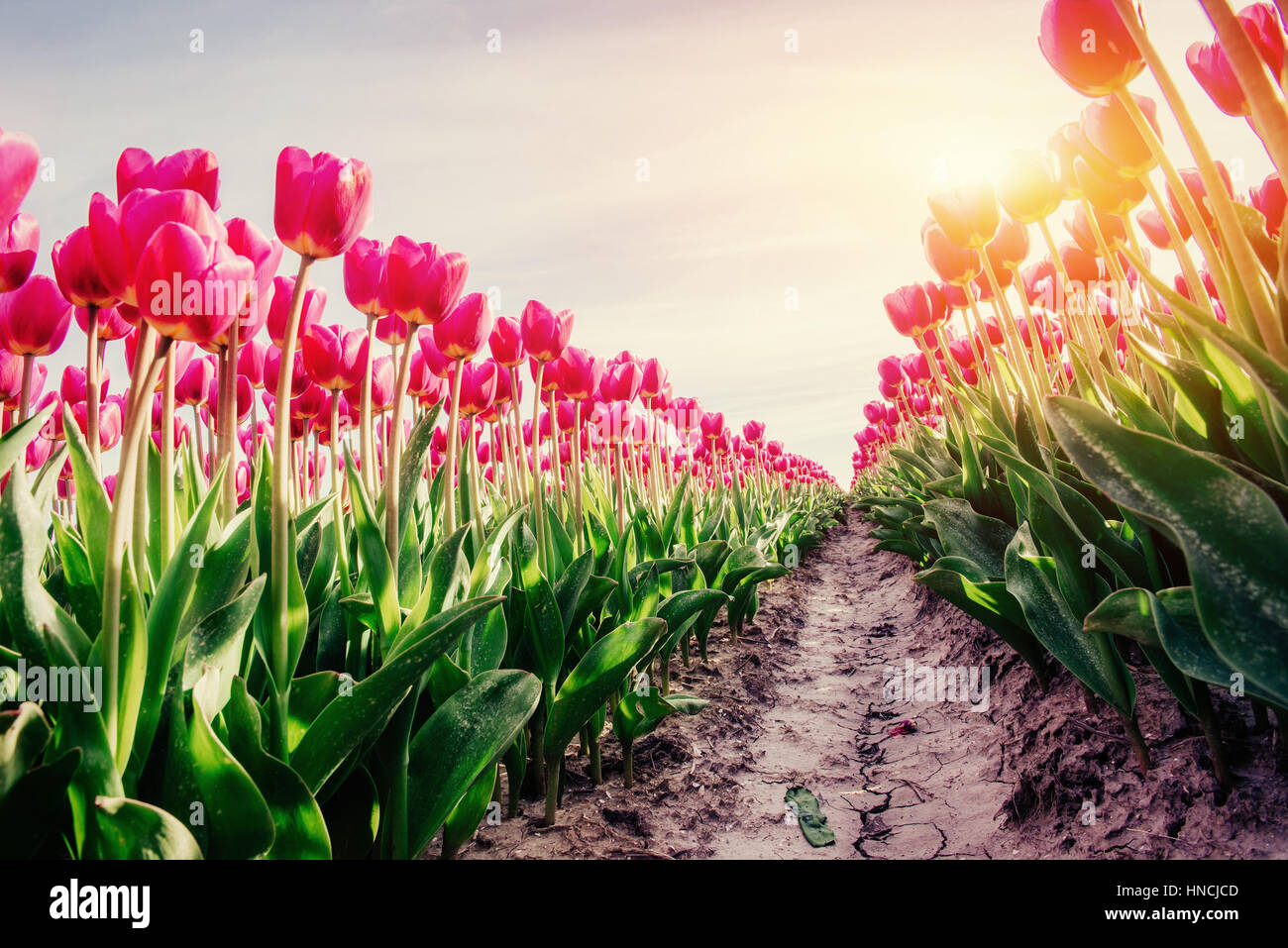 rows of pink tulips in Holland. Stock Photo