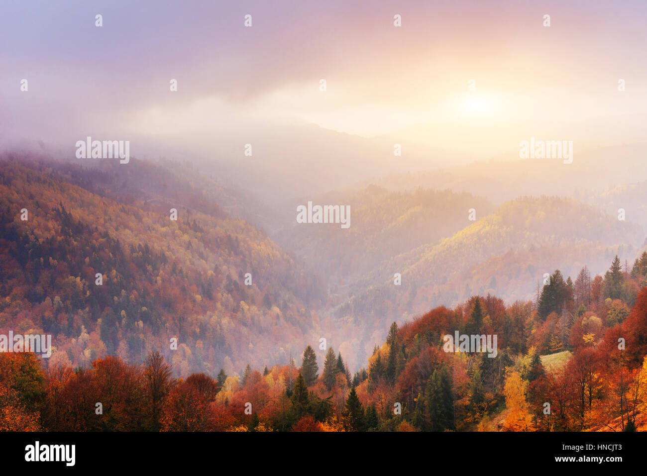 birch forest in sunny afternoon while autumn season Stock Photo - Alamy