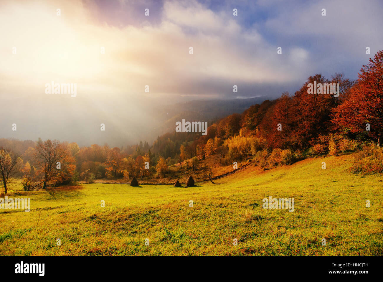 birch forest in sunny afternoon while autumn season Stock Photo - Alamy