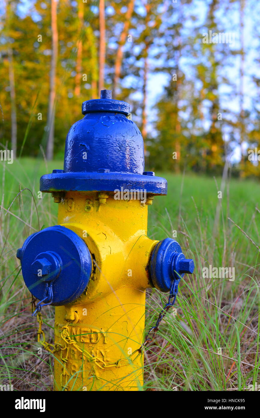 Unusual bright yellow blue contrast color/colour water fire hydrant against green grass, in Stafford, Virginia, USA Stock Photo