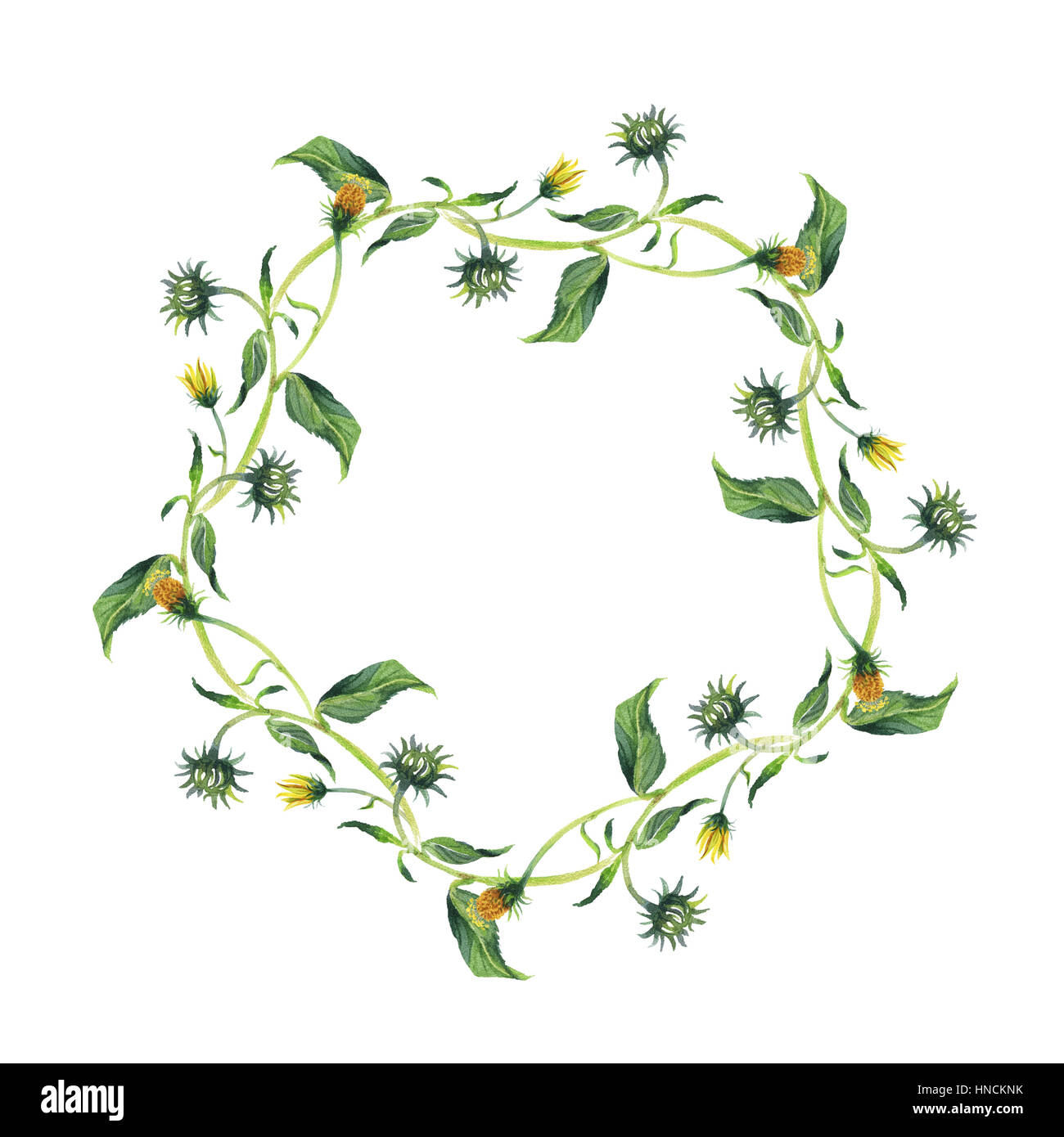 Watercolor wreath. Yellow flower with green leaves Stock Photo - Alamy