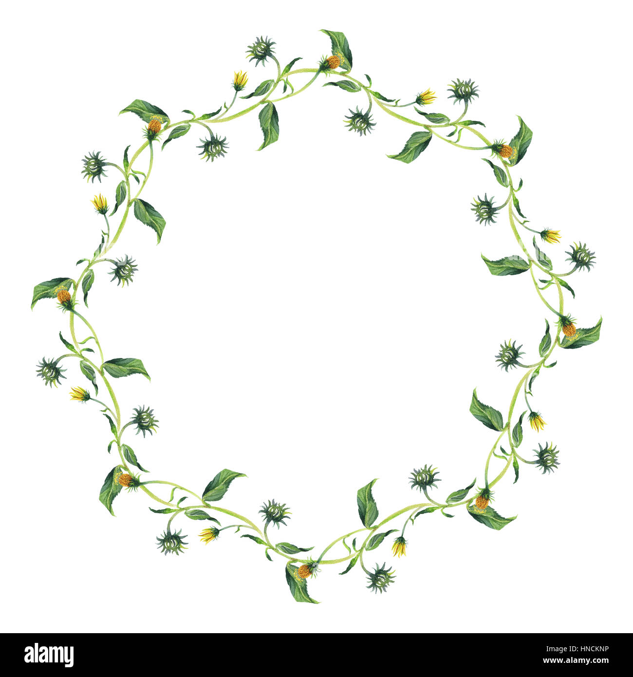 Watercolor wreath. Yellow flower with green leaves Stock Photo - Alamy
