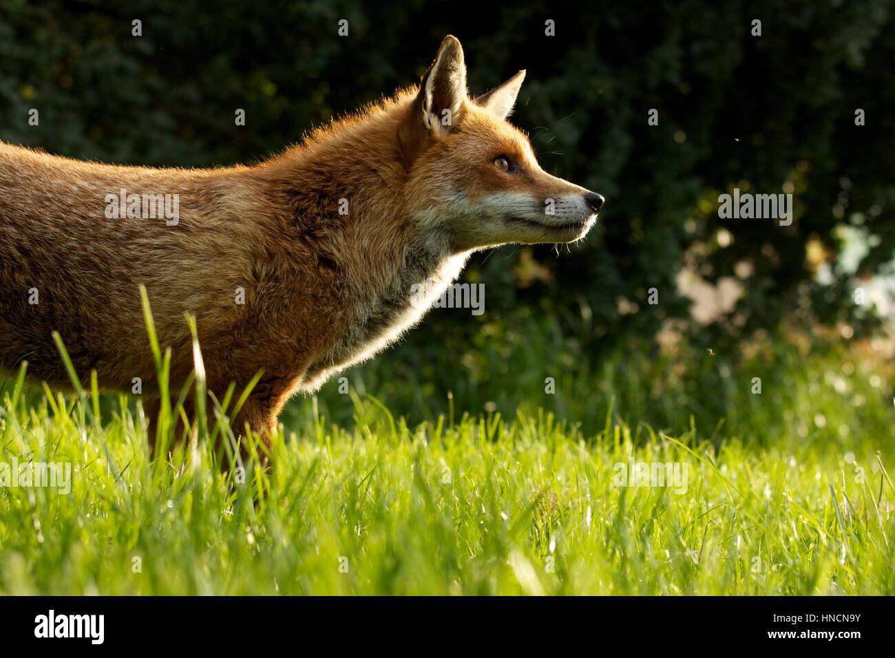 Red fox in the British countryside in the late afternoon sunshine, in daylight Stock Photo