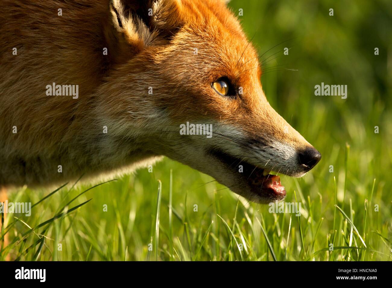 Red fox in the British countryside in the late afternoon sunshine, in daylight Stock Photo