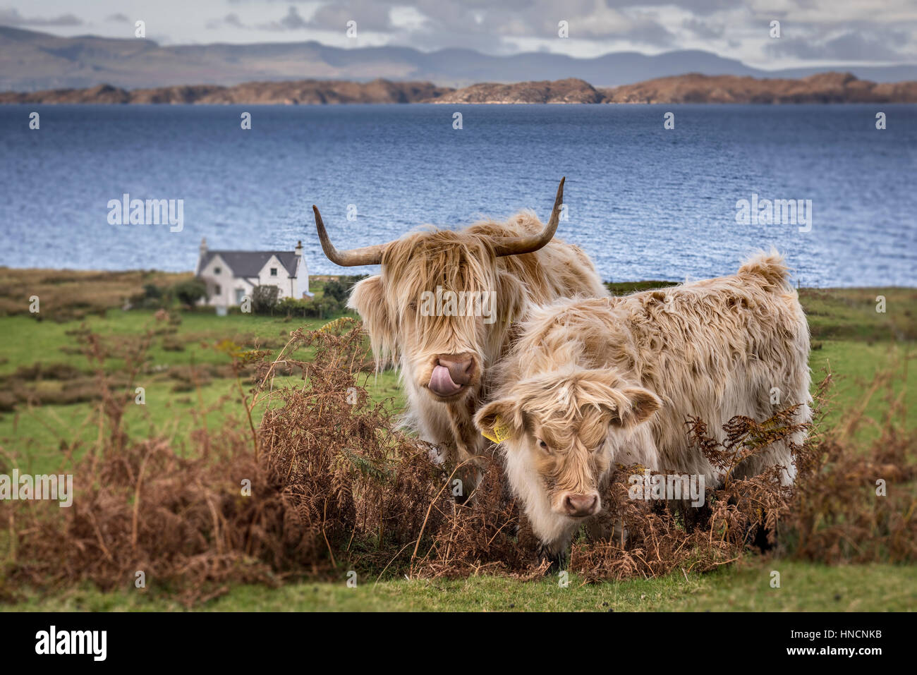 Scottish highland cow and calf hi-res stock photography and images - Alamy