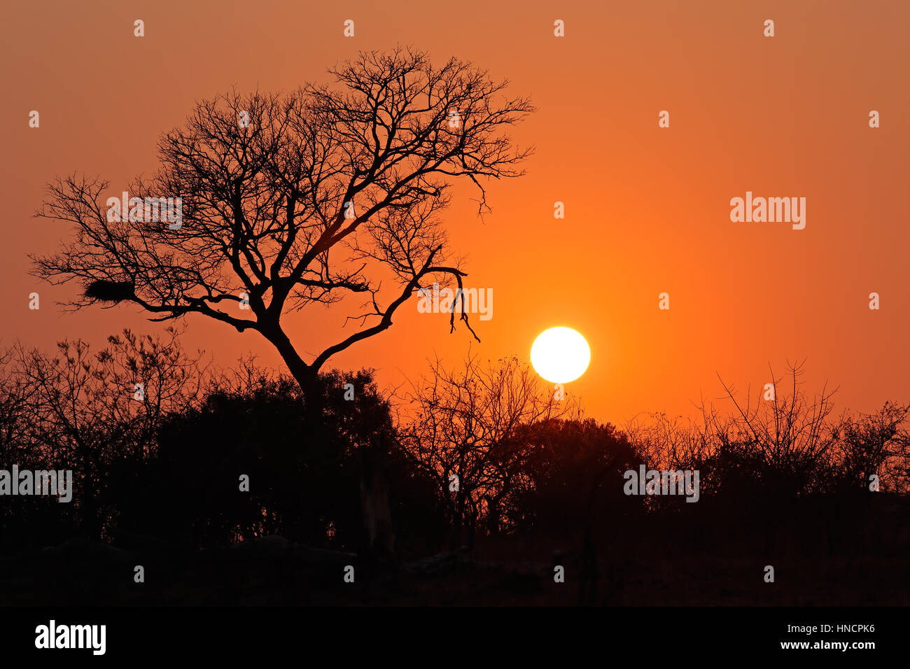 Sunrise with a silhouetted African savanna tree, Kruger National Park, South Africa Stock Photo