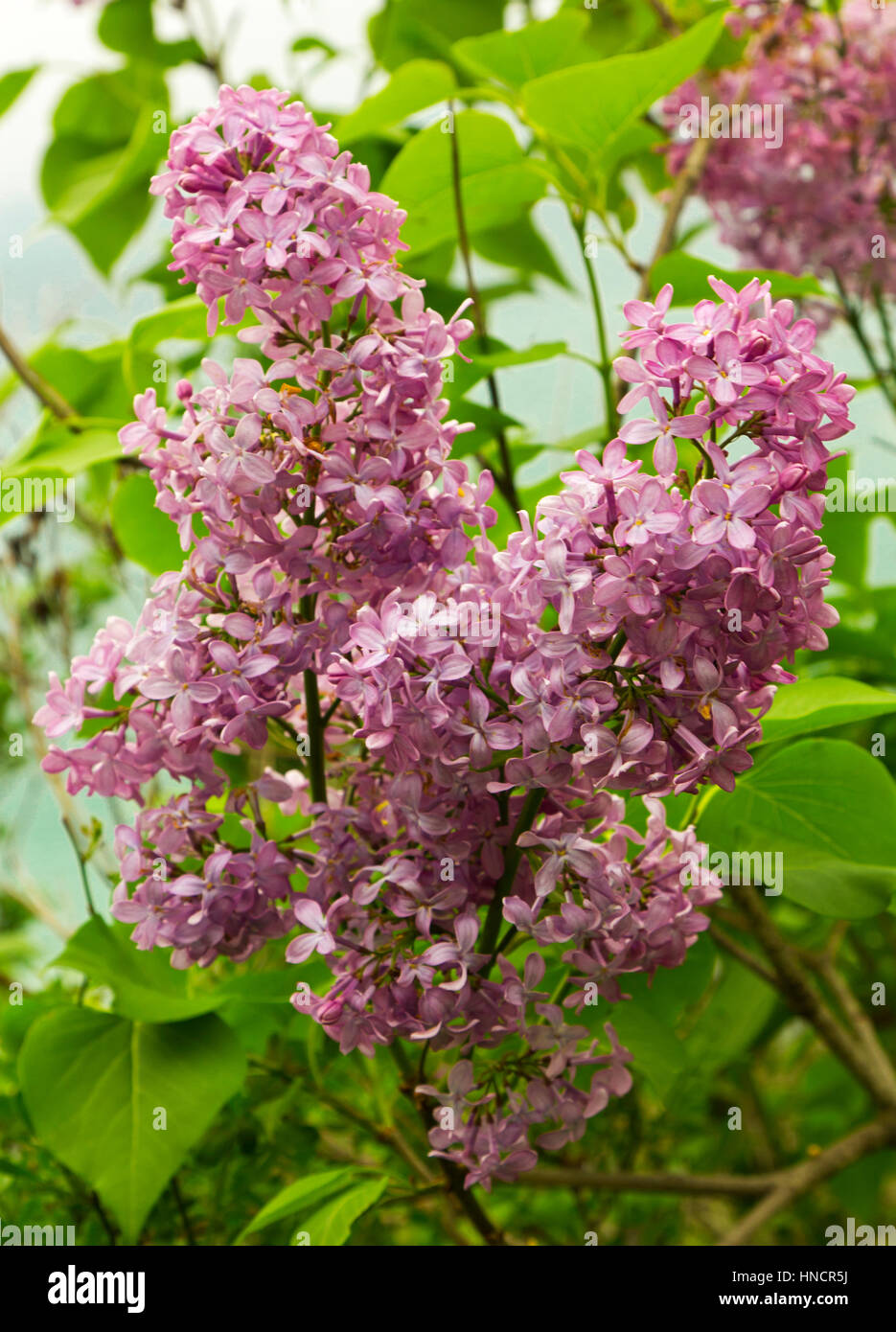 Beautiful Lilac flowers Stock Photo Alamy