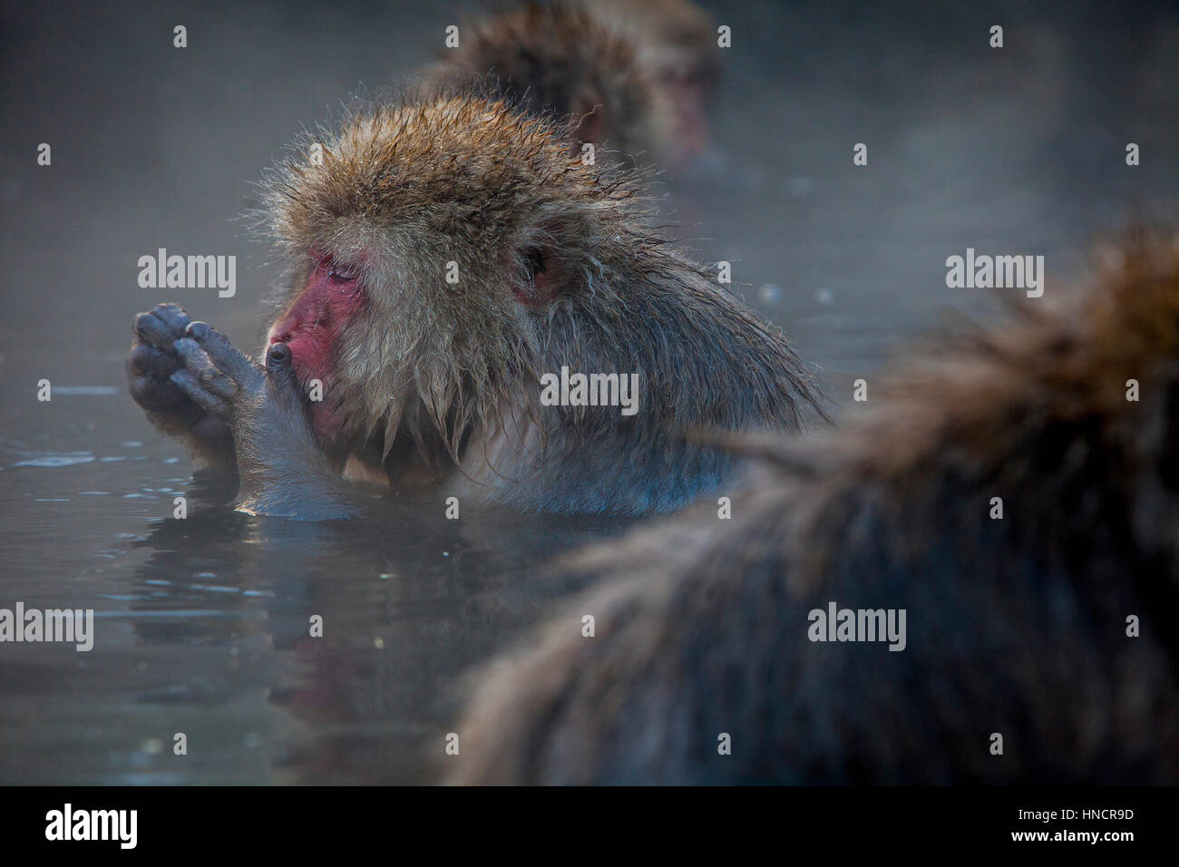 Monkeys in a natural onsen (hot spring), located in Jigokudani Monkey Park, Nagono prefecture,Japan. Stock Photo
