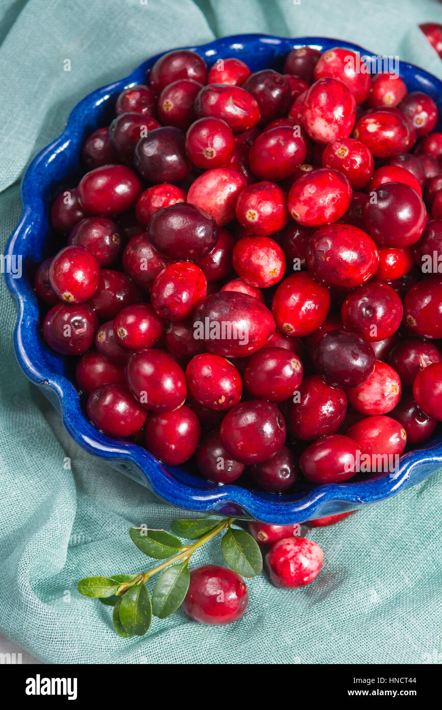 Red cranberries in a blue bowl. Ripe berries of Vaccinium macrocarpon