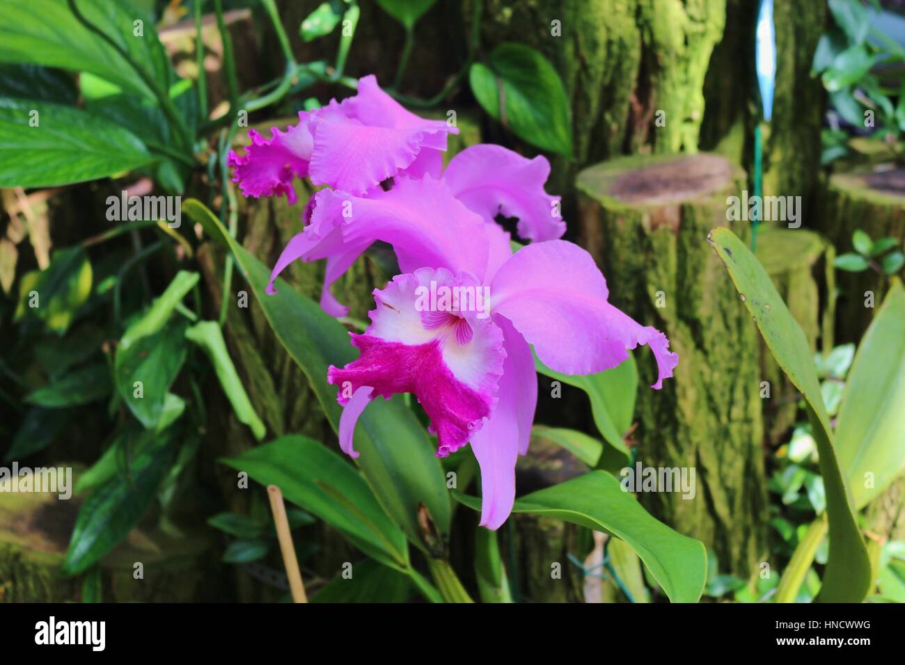 Beautiful pink cattleya orchid in the botanical garden of Hanover, Northern Germany, Europe. Stock Photo