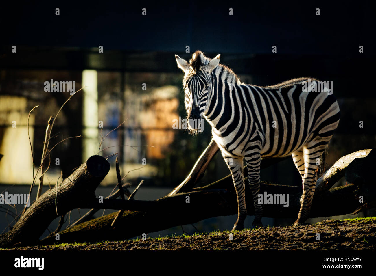 Single zebra standing in the morning sun - looking at the camera Stock Photo