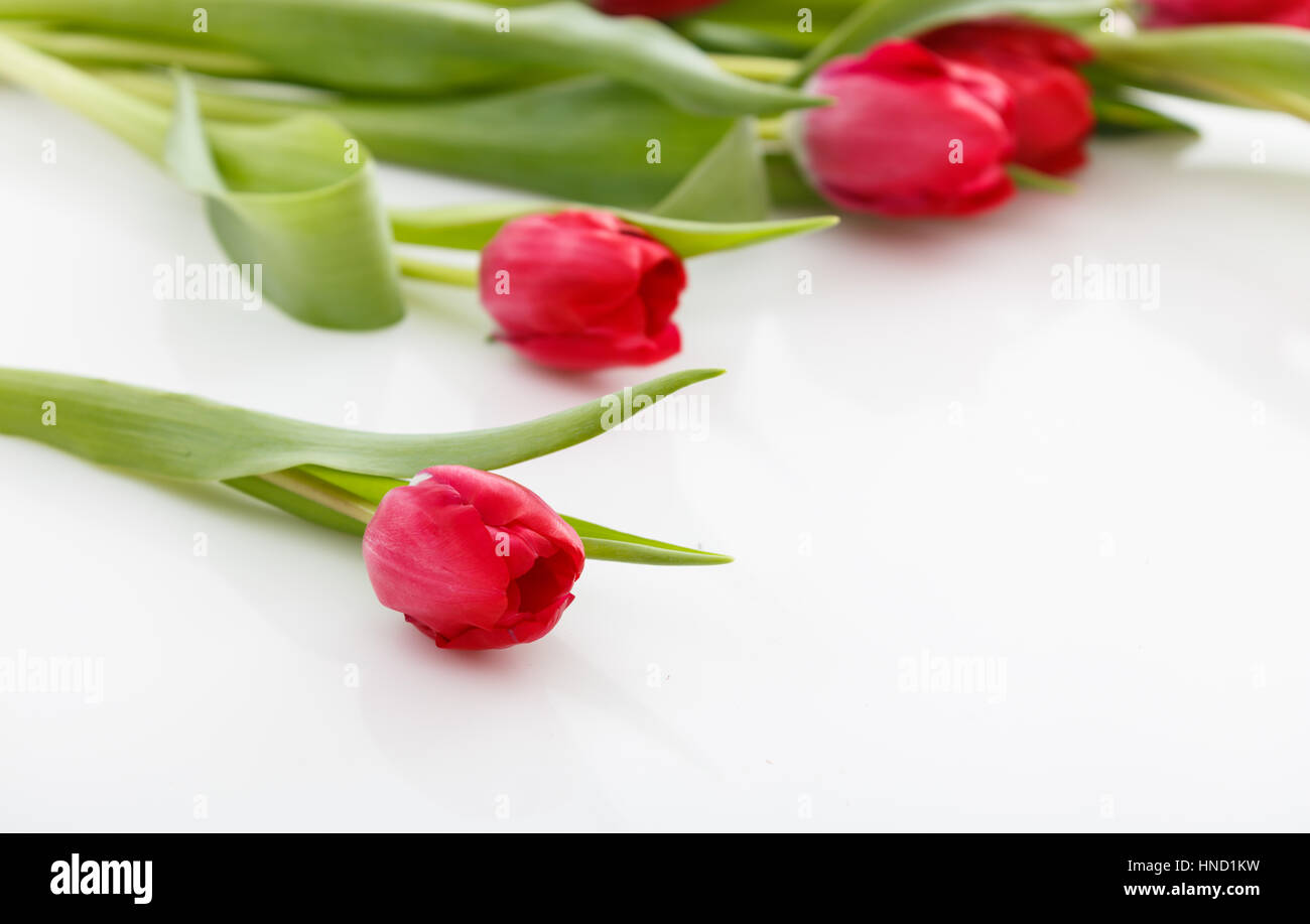 Red tulips close up on white background Stock Photo - Alamy