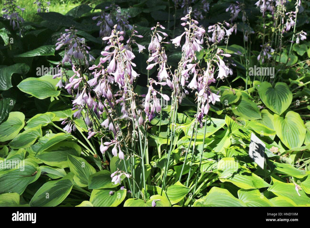 Hosta flowers with violet blossoms and large green and yellow leaves. Hanover, Germany, Europe. Stock Photo