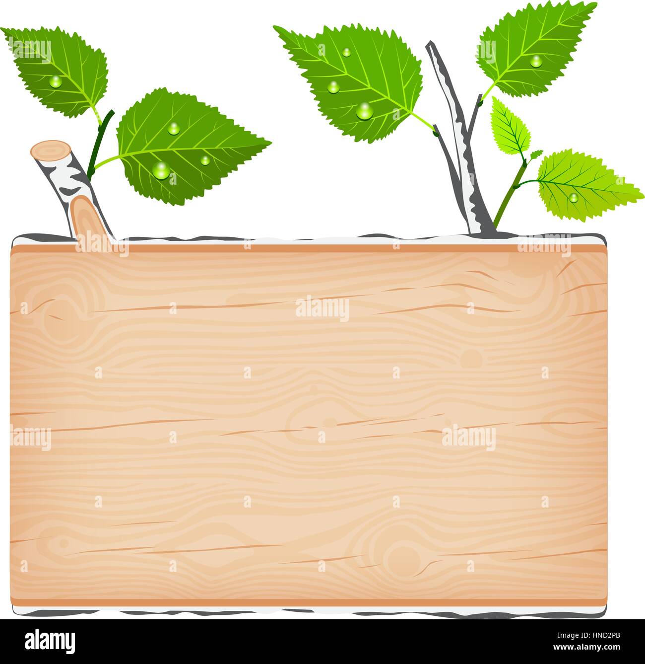 Birch wooden rectangular signboard with green leaves and water drops vector illustration Stock Vector