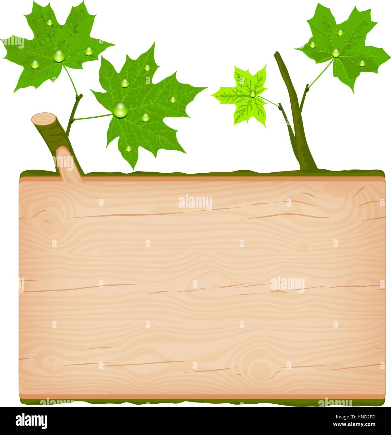 Natural textured maple wooden rectangular signboard with green leaves and water drops vector illustration Stock Vector