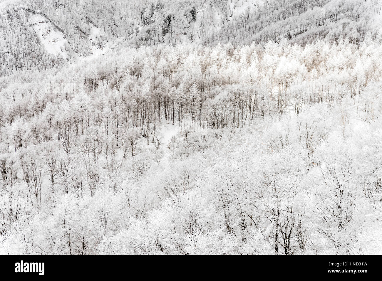 Winter landscape in the Mount Zao that located on the Yamagata-Miyagi prefectural,Japan Stock Photo