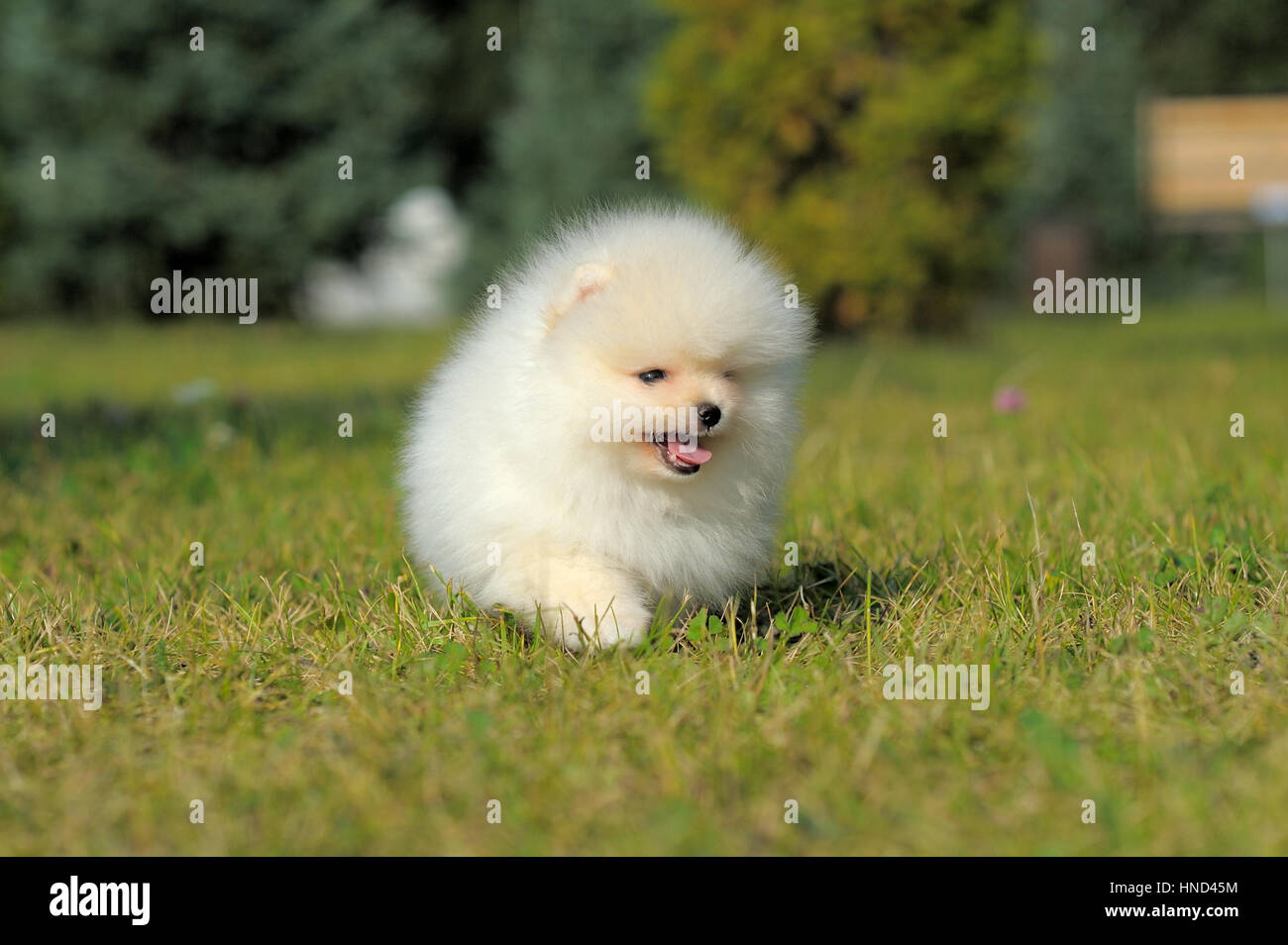 Portrait of pomeranian shpitz on grass Stock Photo