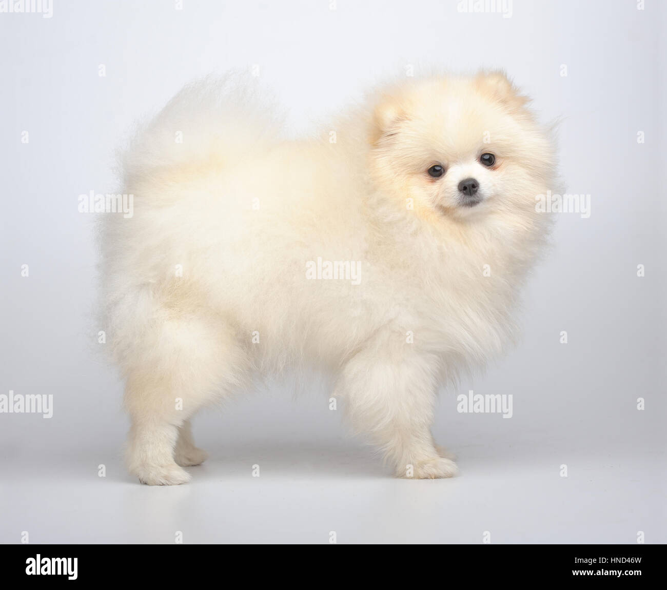 Portrait of pomeranian shpitz on gray Stock Photo