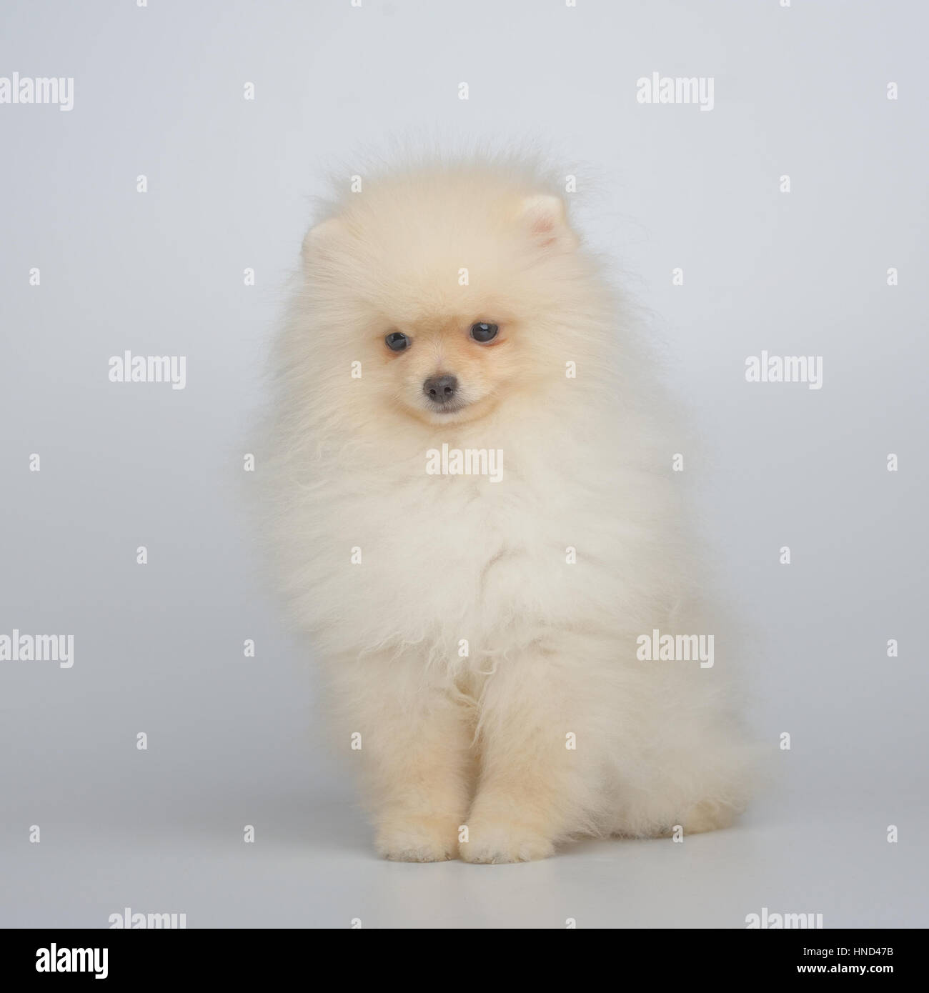 Portrait of pomeranian shpitz on gray Stock Photo
