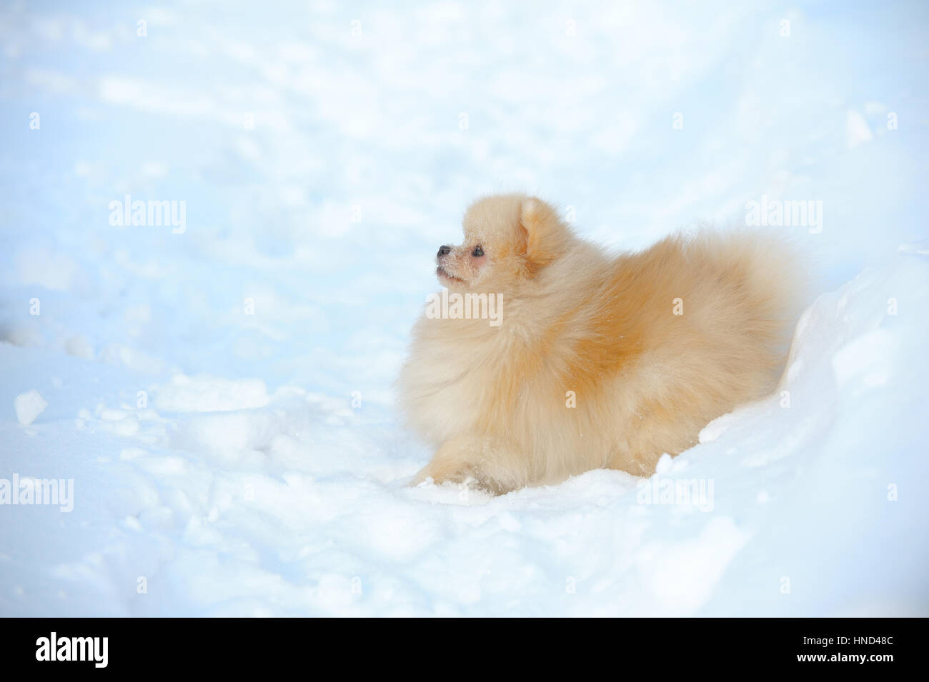 Pomeranian shpitz walking on snow Stock Photo