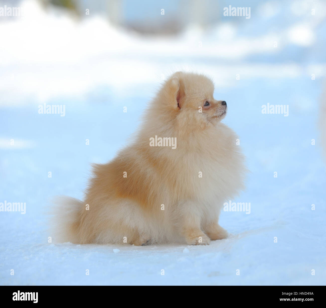 Pomeranian shpitz walking on snow Stock Photo