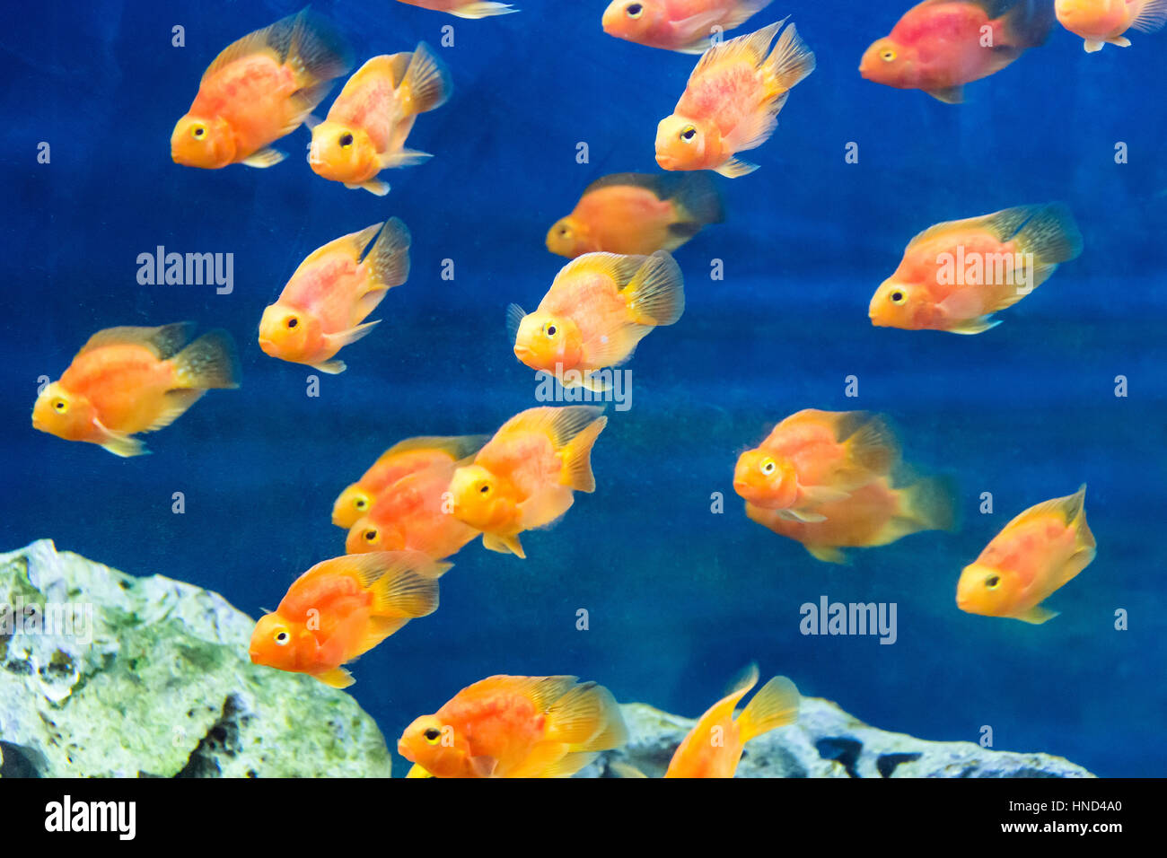 Photo of red parrot cichlid in blue water Stock Photo