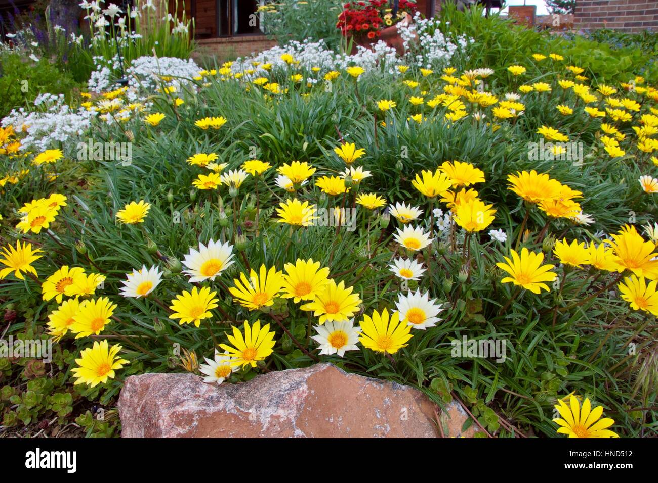 Colorado Gold Gazania in a garden seting Stock Photo