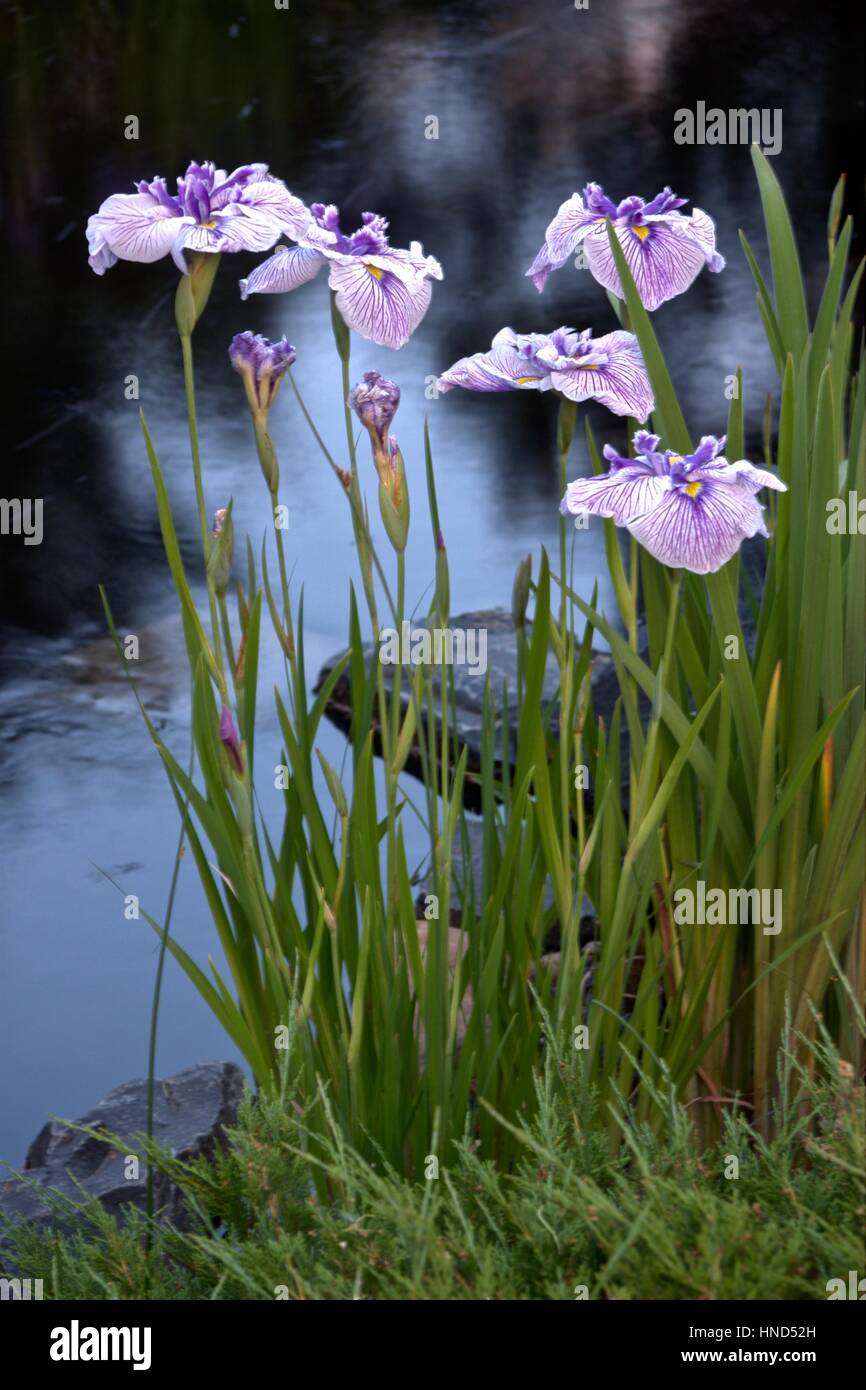Japanese Iris in full bloom Stock Photo