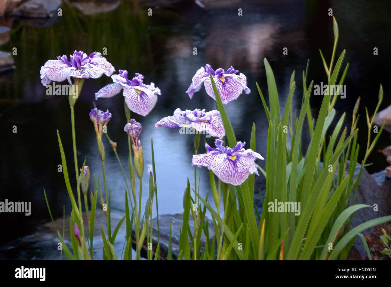 Japanese Iris in full bloom Stock Photo