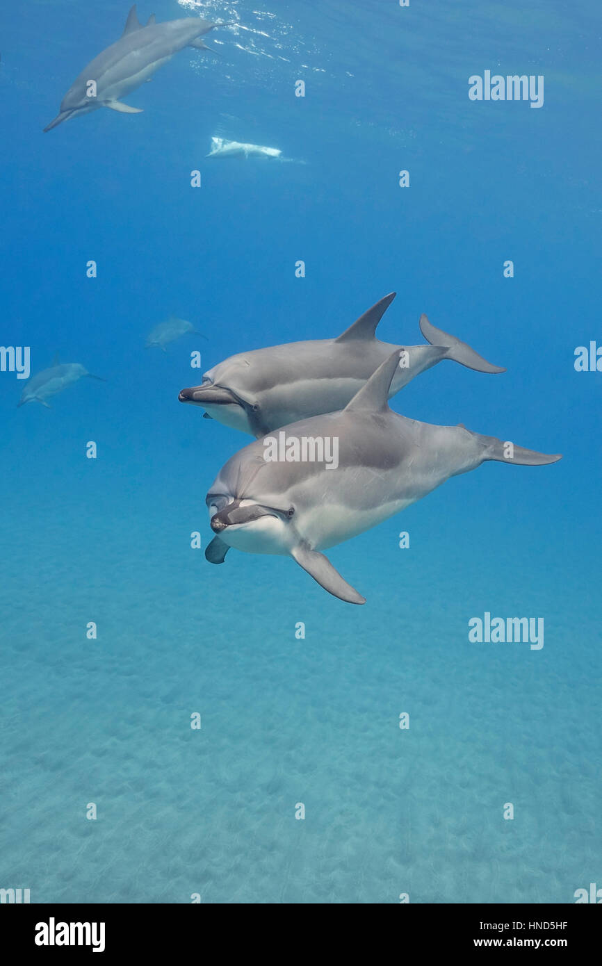 Hawaiian spinner dolphins or Gray's spinner dolphin, Stenella