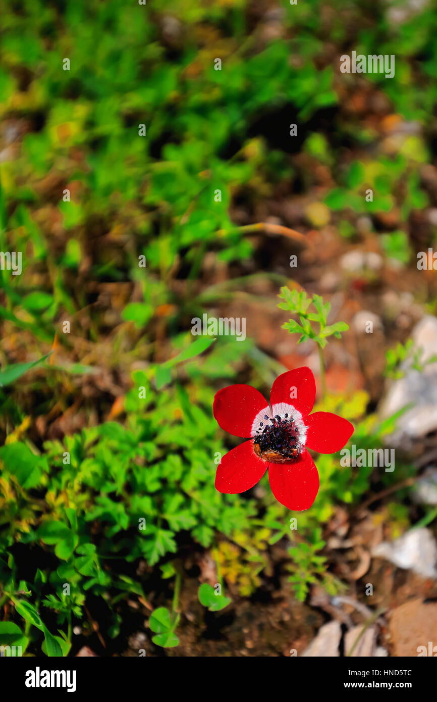 The anemone coronaria-poppy anemone or dag lalesi in turkish is a flowering plant native to the Mediterranean region with flowers red-white-blue of 5- Stock Photo